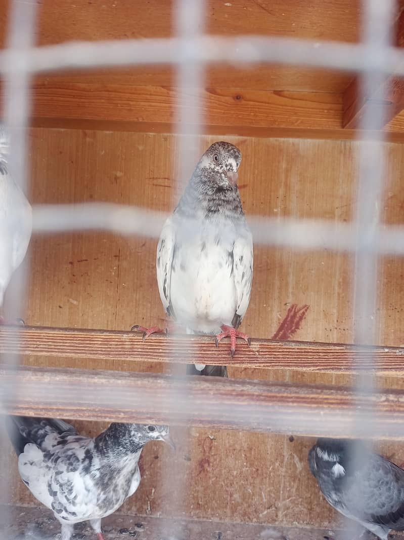 kabli pigeons pathy 3