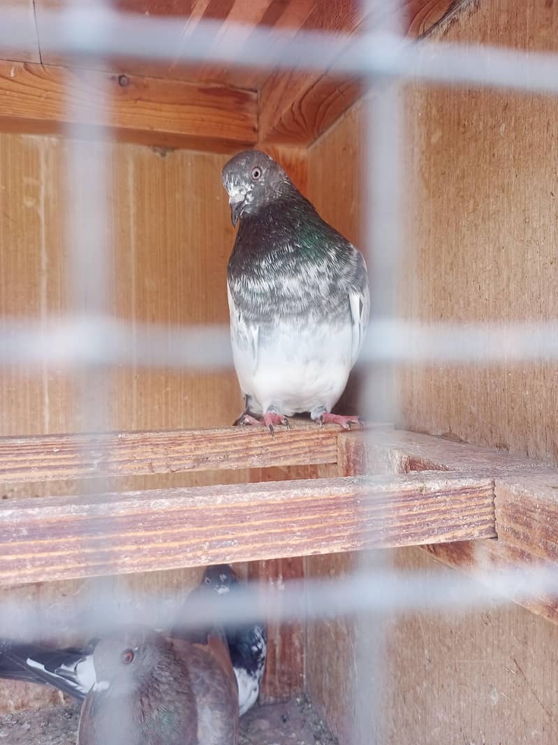 kabli pigeons pathy 4