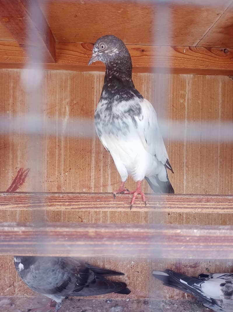 kabli pigeons pathy 5