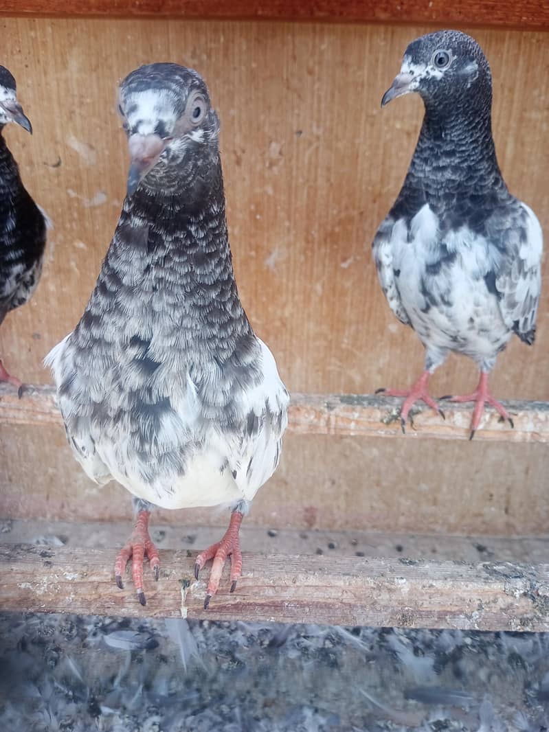 kabli pigeons pathy 6