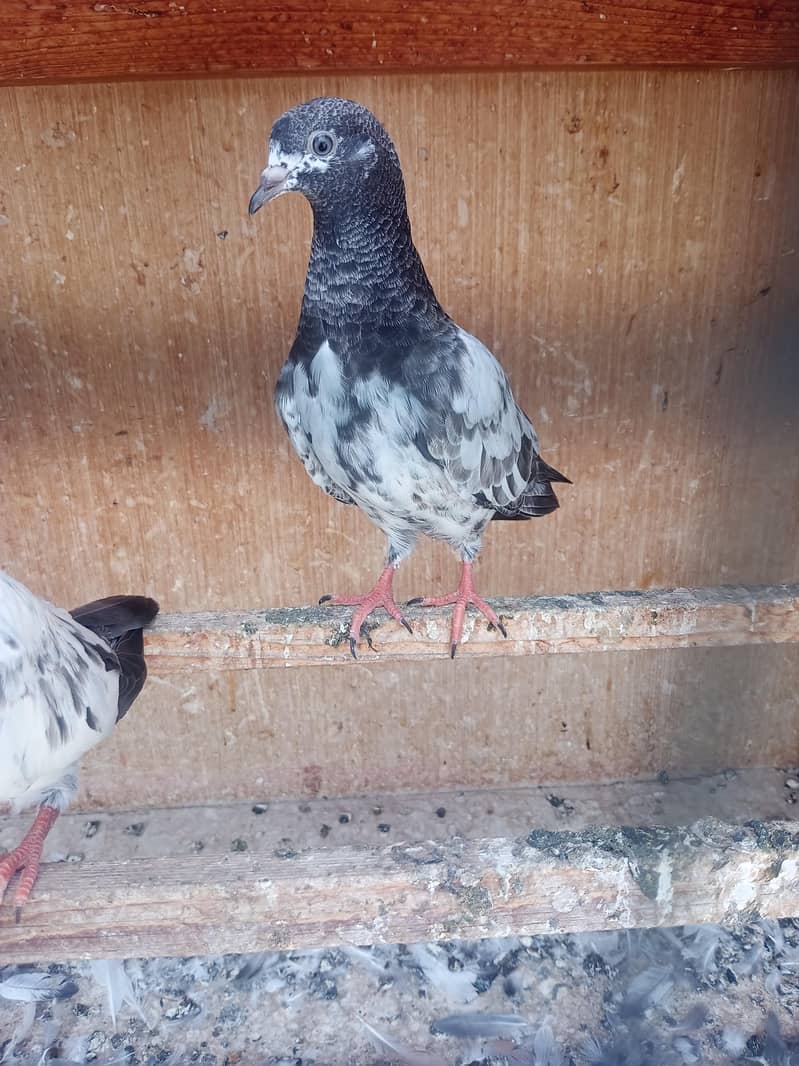 kabli pigeons pathy 7