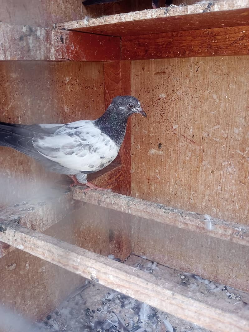 kabli pigeons pathy 8