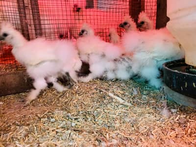 White Silky Chicks , Fancy Hens Eggs Chicks