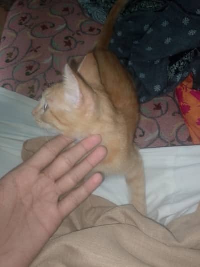 homade cat ak dum Shareef ha