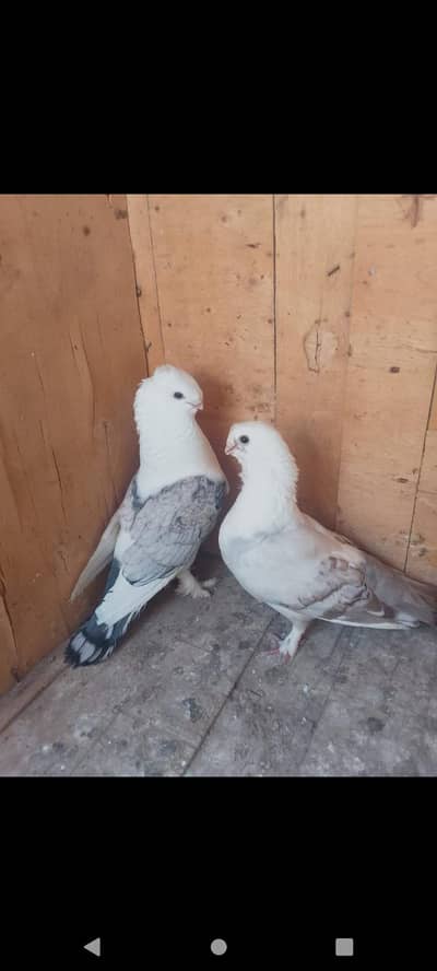 Sentinent pair with 1 chick