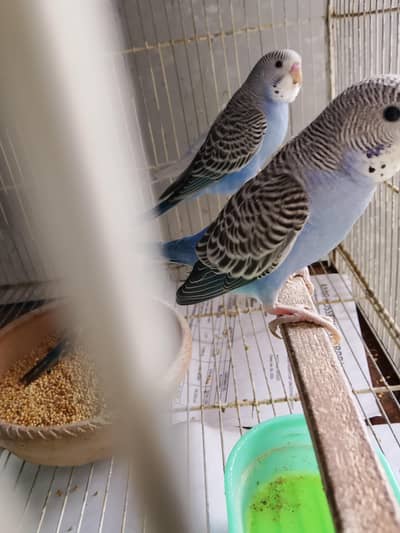 BUDGIES BAJRI