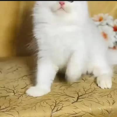 (Persian female kitten) (for sale all) (Pakistan delivery available)