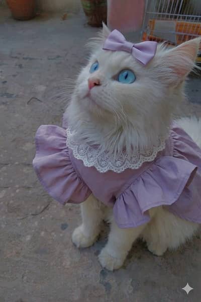 Blue Eyes Beauty For Sale Cat