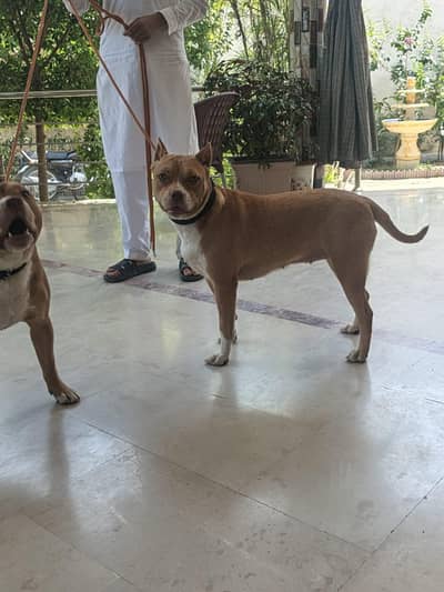 pitbull dogs