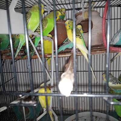 budgies pathy or love birds White black eyes pathy available in low