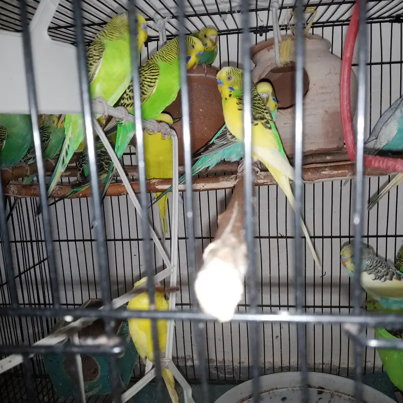 budgies pathy or love birds White black eyes pathy available in low