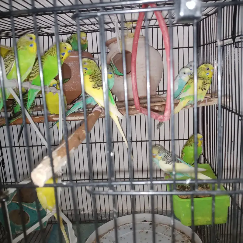 budgies pathy or love birds White black eyes pathy available in low — photo 2