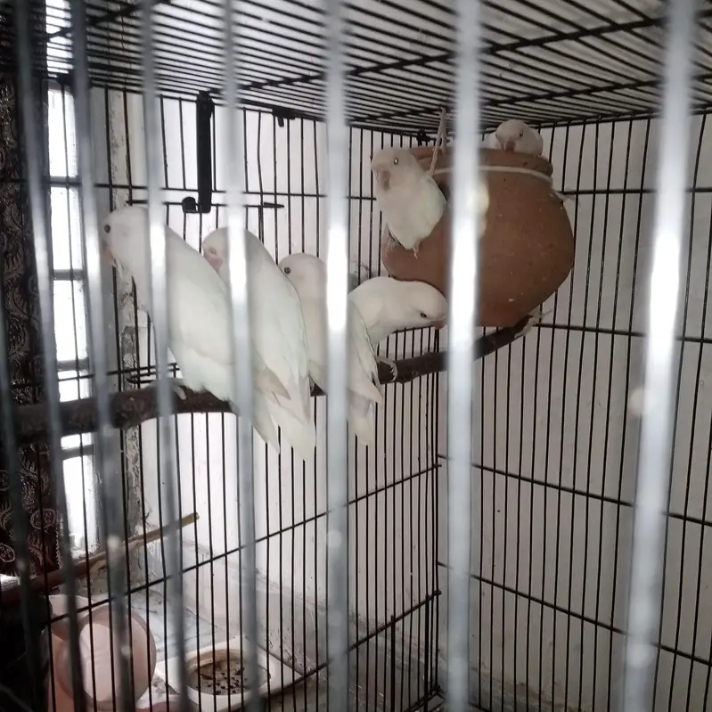 budgies pathy or love birds White black eyes pathy available in low — photo 3