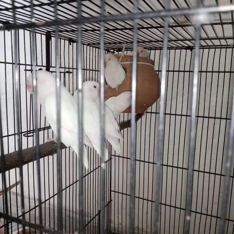 budgies pathy or love birds White black eyes pathy available in low — photo 5