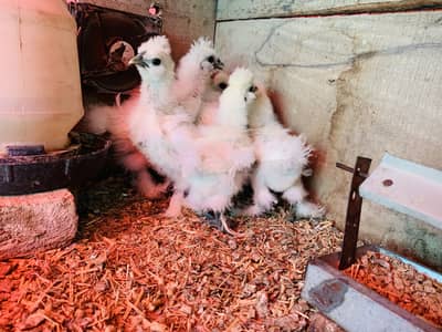 White Silky Chicks Fancy Hens Eggs Chicks