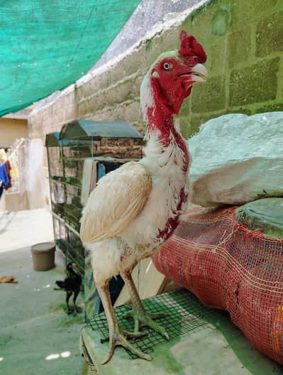 1 heera aseel murga 3 Madi. 5 phaty.  for sale