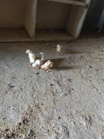 ASEEL CHICKS FOR SALE