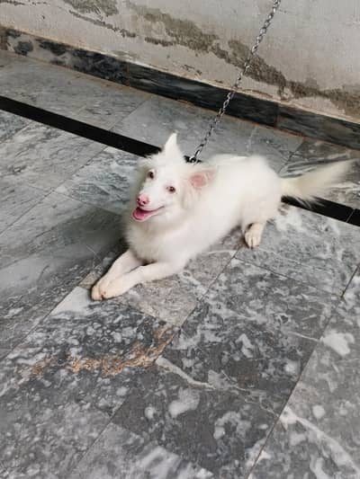 Dog for sale