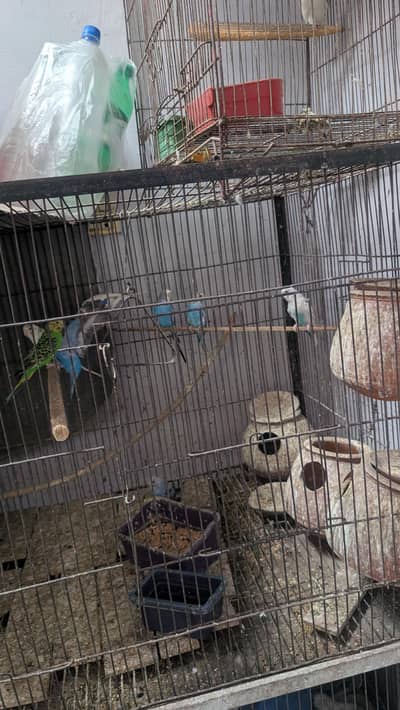 Australian & lovebirds parrots for sale