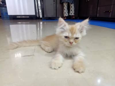Persian Cats Triple Coted Pair