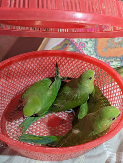 Green Ringneck Chicks