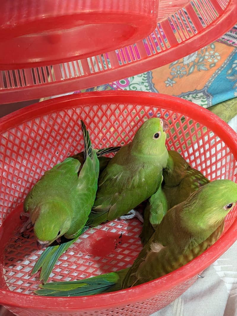 Green Ringneck Chicks 1