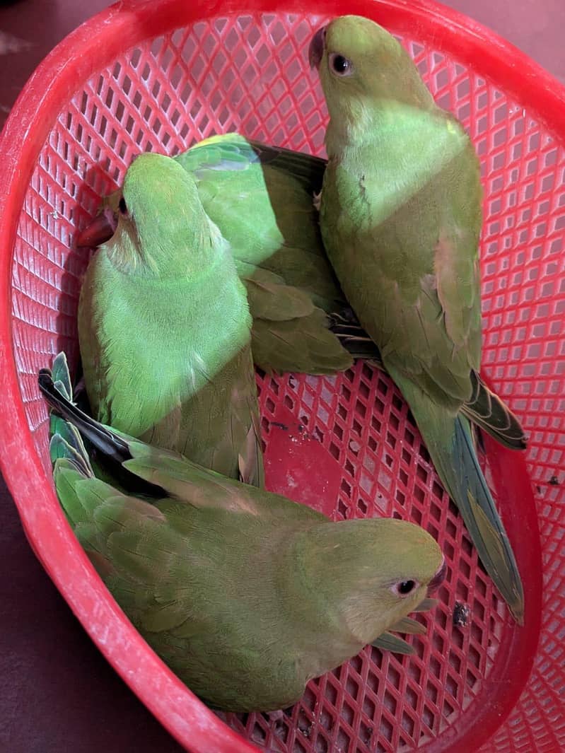 Green Ringneck Chicks 2