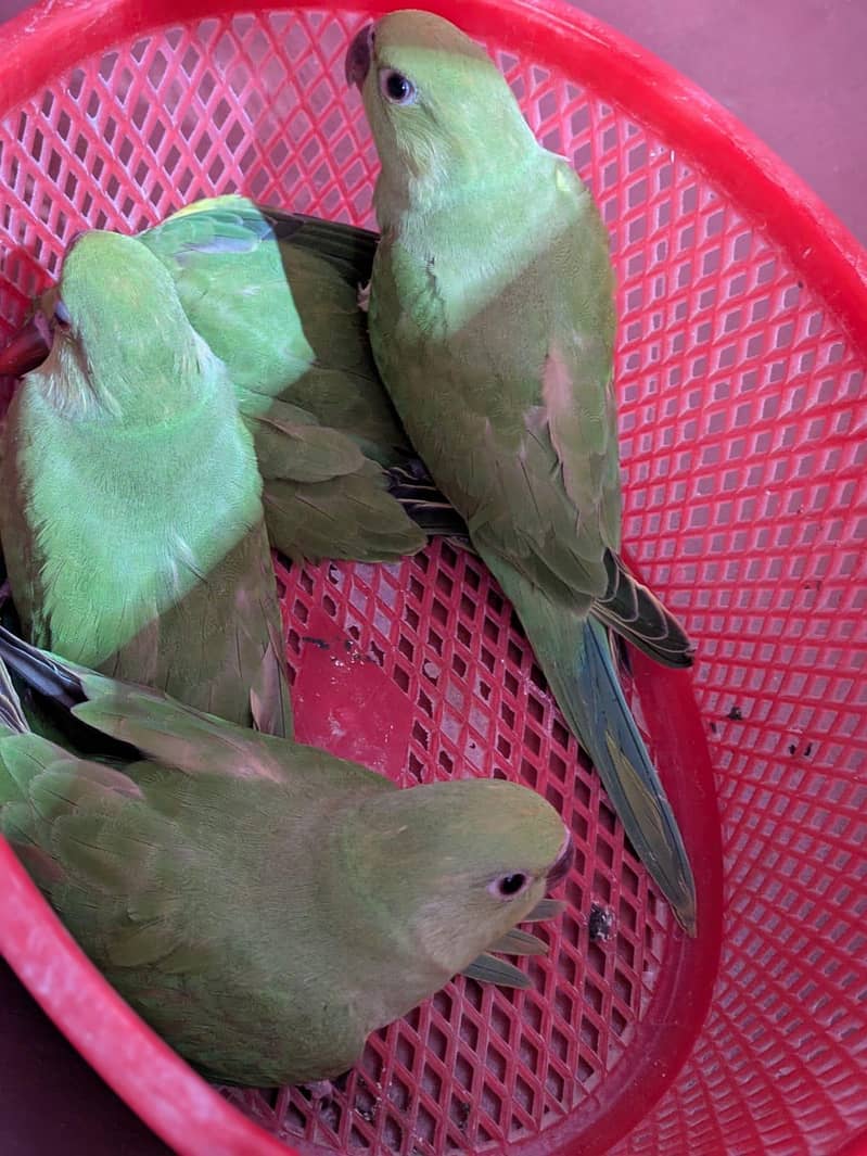 Green Ringneck Chicks 3