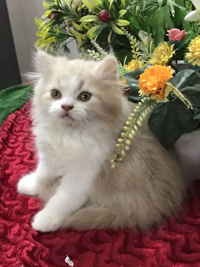Persian kittens