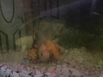 5 fishes
