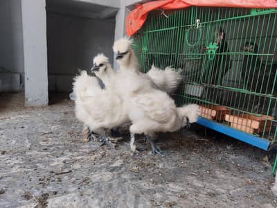 White Silkies