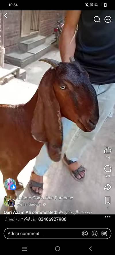 Nagri female