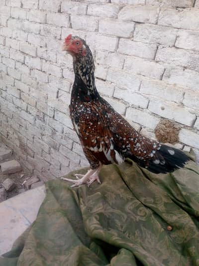 for sale