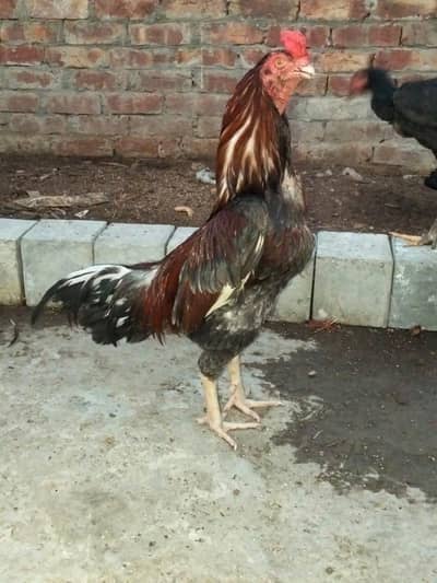 Aseel mianwali lakha murga (03044329754)