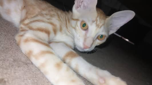 adoption male cat