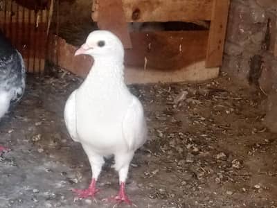 full active and healthy male full white