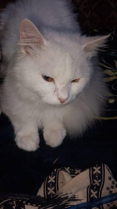 Male Cat