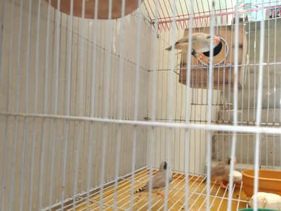 2 Pairs of finches with cage for Sell