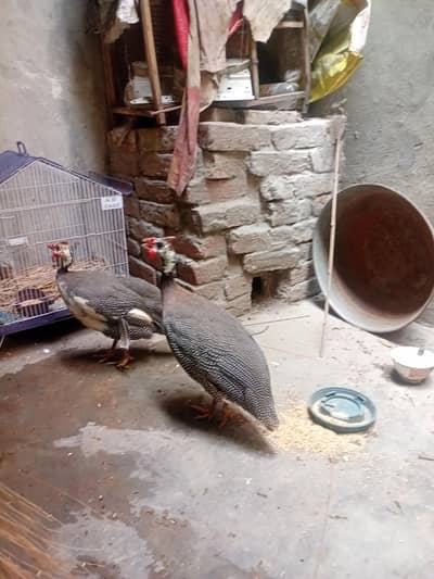 Guinea fowl chakoor breeder pair 03350661457