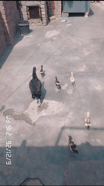 hens p
