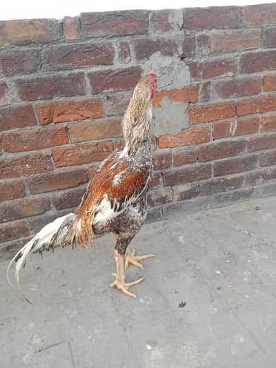 Japnes Shamo for sale