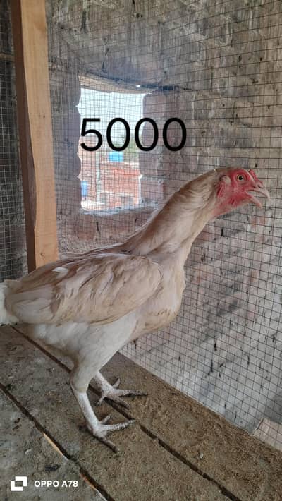 paper white heera female and lakha patha available