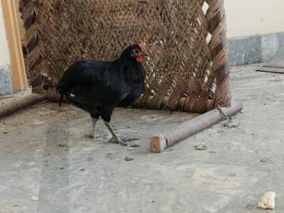 Australorp Roster