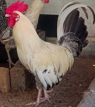MALE COCK VACCENATED ND IB & ND LASOTA
