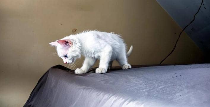 Russian cat 2