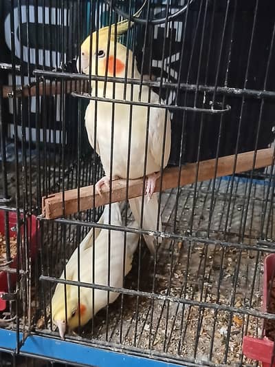 Raw Parrot Pair