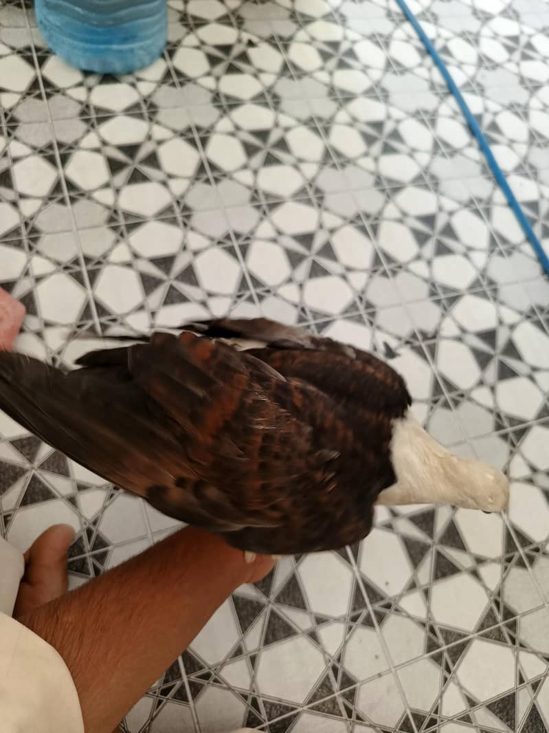 کربلائی کبوتر 1