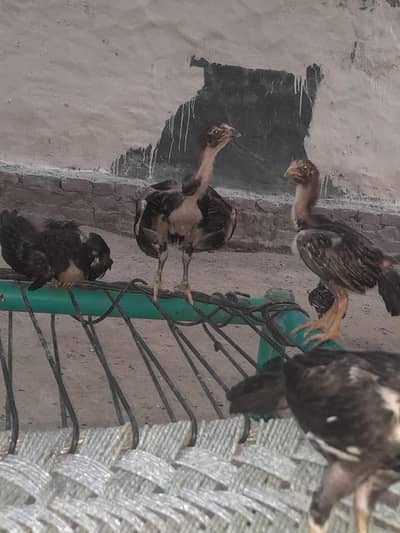 aseel mianwali plus burmigon aseel chicks