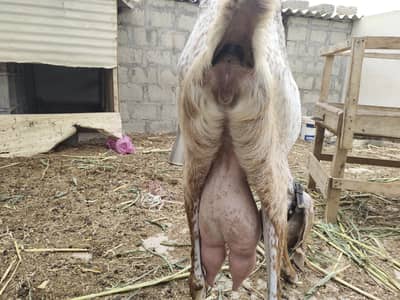 makkhi chini bakri