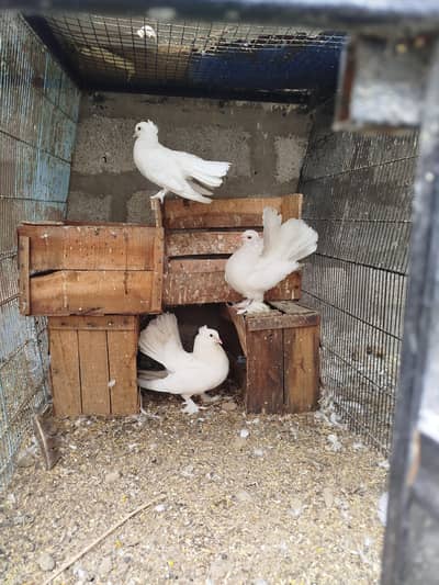 laka kabotar 2 pair 1 chick total 5 pieces
